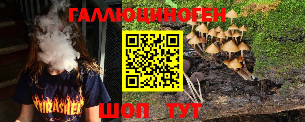 Галлюциногенные грибы Psilocybine cubensis Нальчик